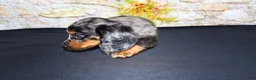 Miniature Dachshund dogs for sale: Avery - Ad 24