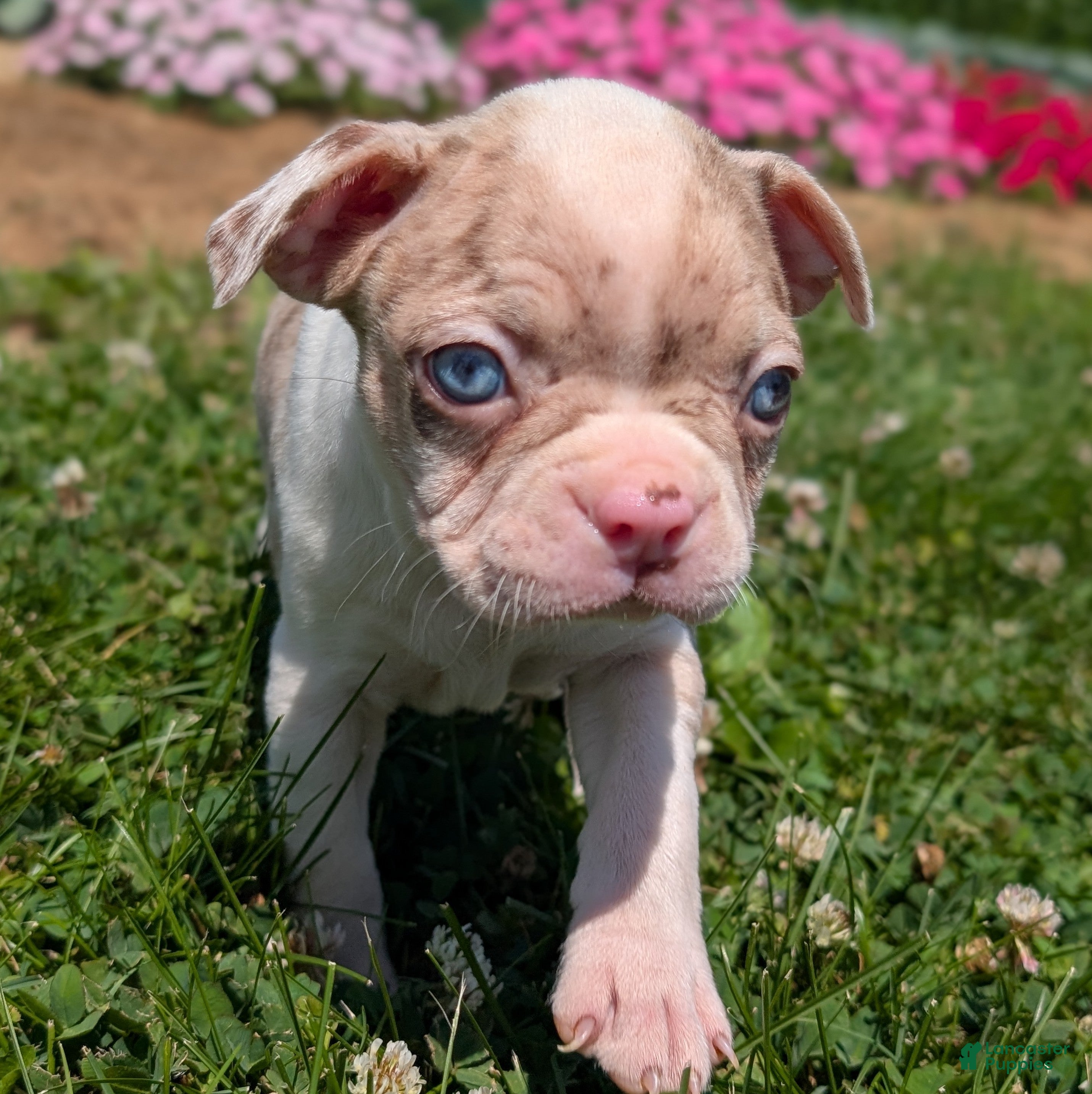 Boston Terrier dogs Smore - Ad 2