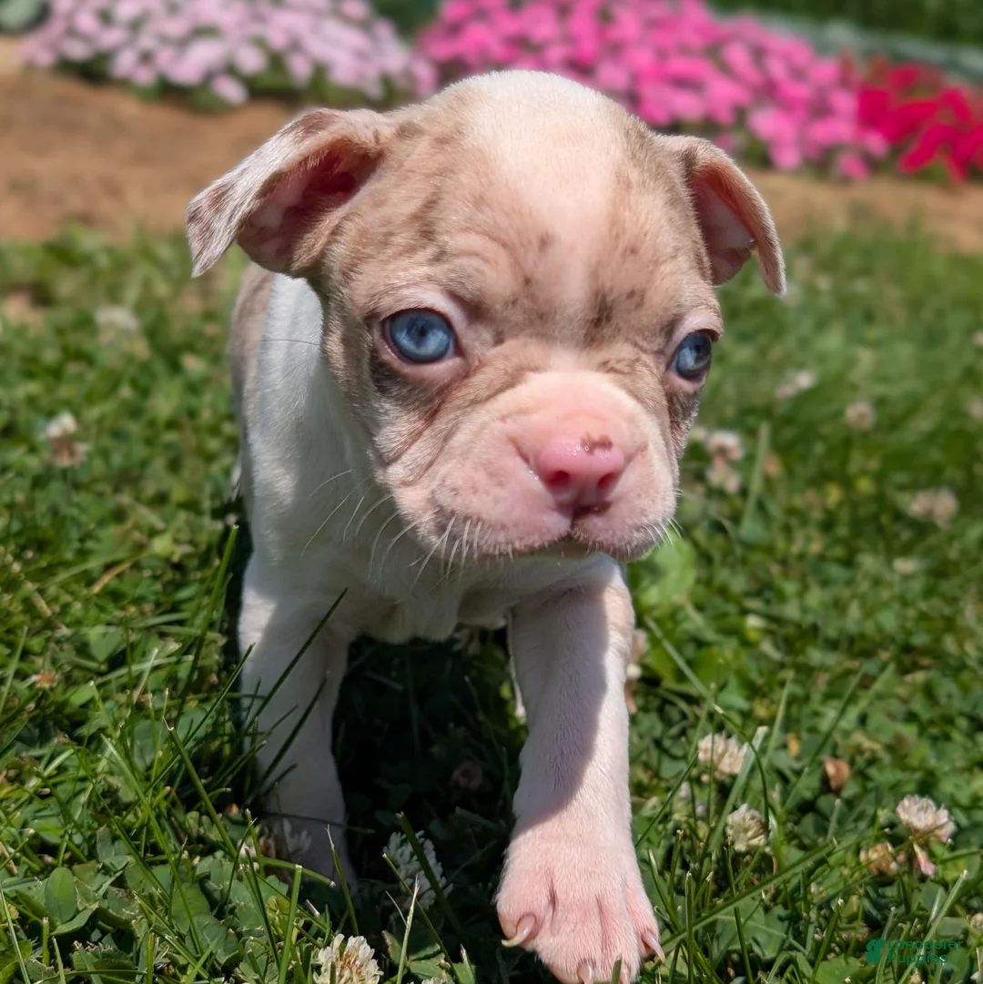 Boston Terrier dogs for sale: Smore - Ad 2