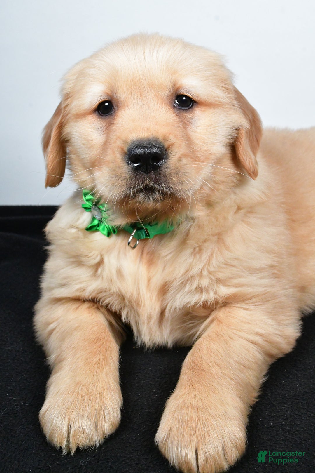Golden Retriever dogs for sale: Jessica - Ad 8
