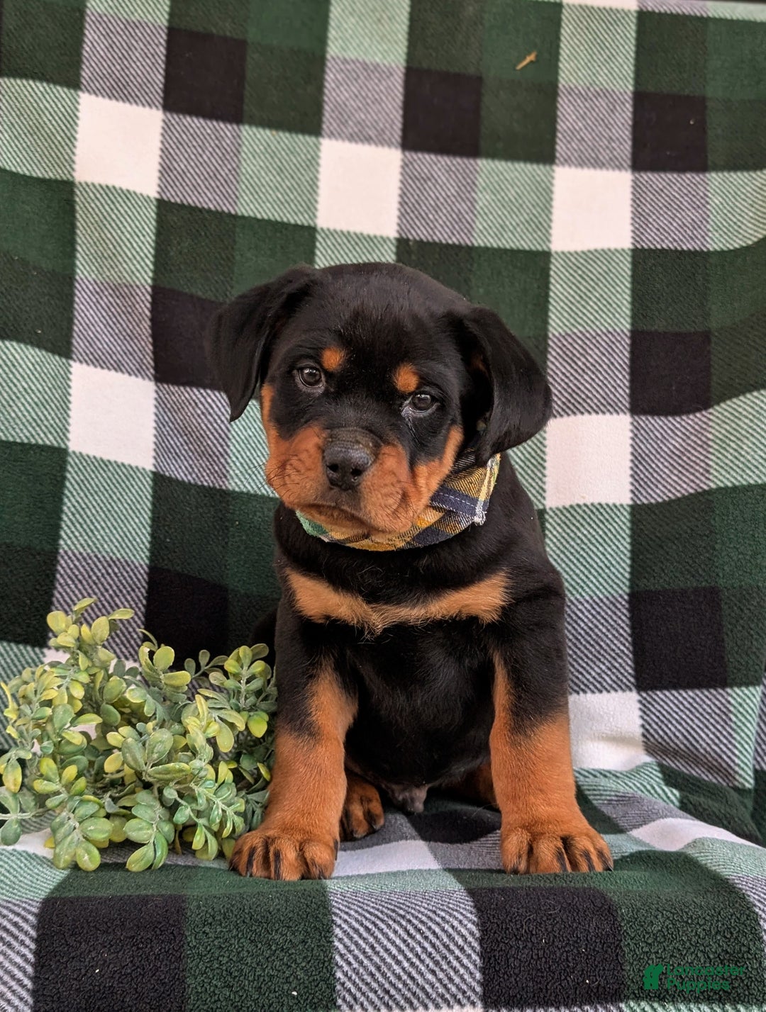 Rottweiler dogs for sale: Byrnes - Ad 3