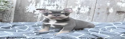 French Bulldog dogs for sale: Lucky - Ad 1