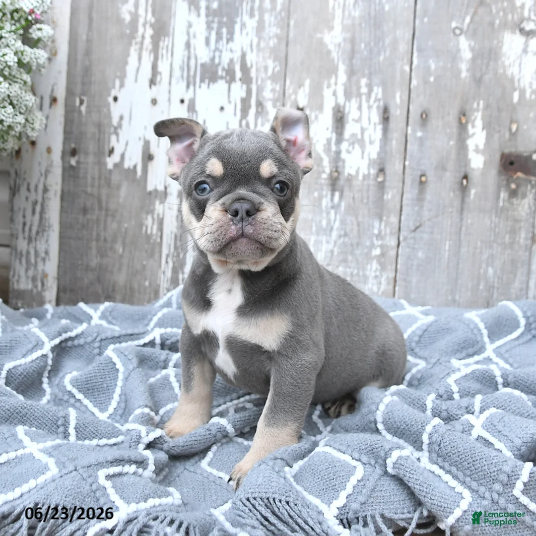 French Bulldog dogs for sale: Lucky - Ad 1