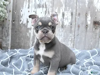 French Bulldog dogs for sale: Lucky - Ad 3