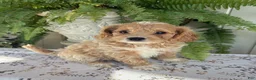 Cockapoo dogs for sale: Bella  - Ad 4