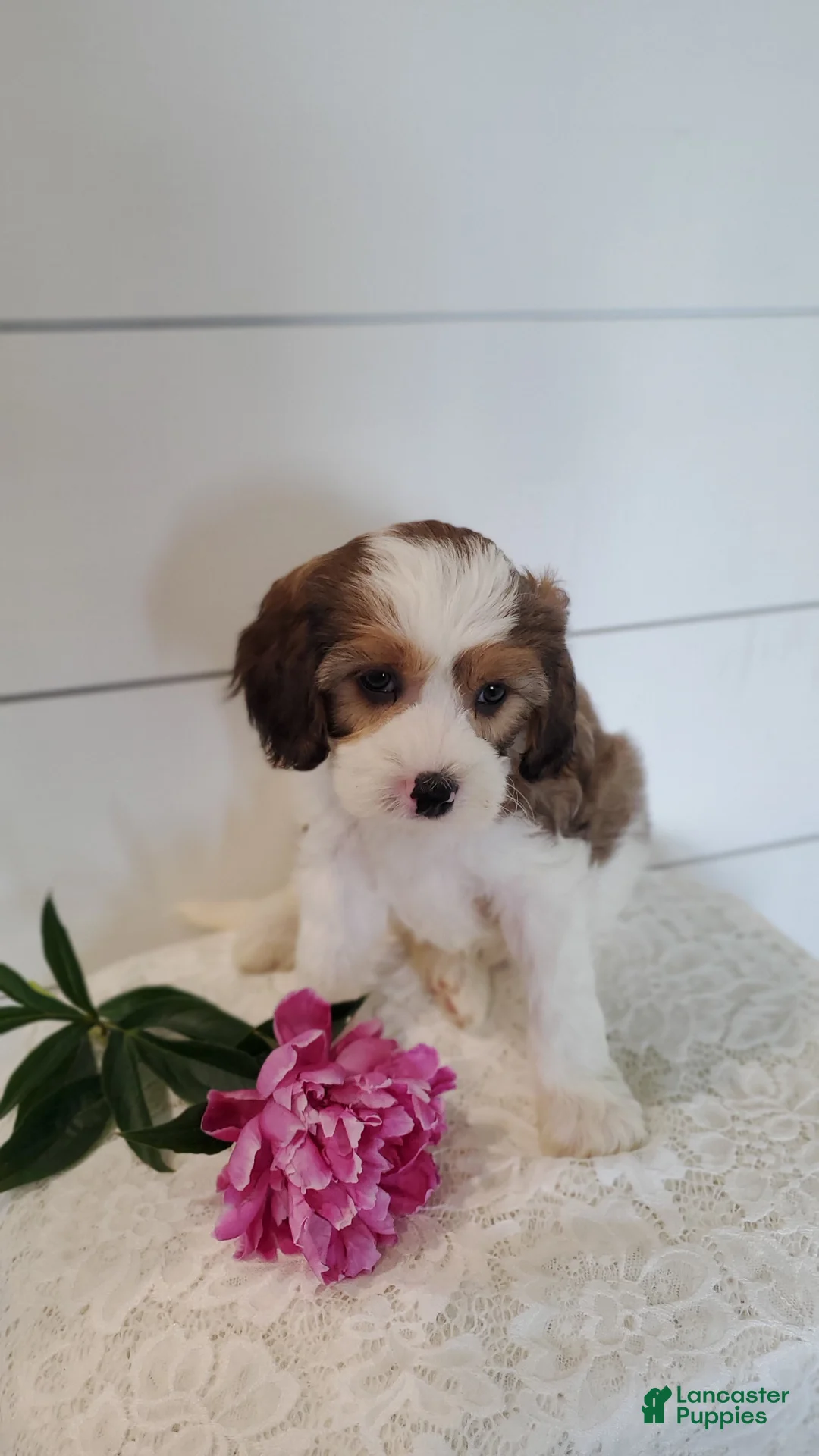 Cavapoo dogs for sale: Firefly - Ad 2