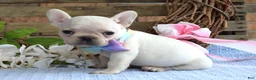 French Bulldog dogs for sale: Felicity - Ad 7