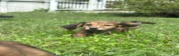 Miniature Dachshund dogs for sale: Maisy - Ad 12