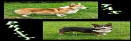 Welsh Corgi Pembroke dogs for sale: Welsh Corgi Pembroke Puppy 2 - Ad 2