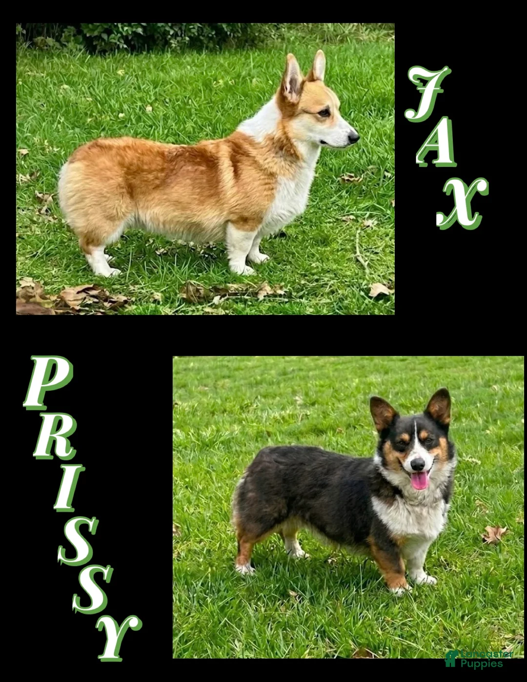 Welsh Corgi Pembroke dogs for sale: Welsh Corgi Pembroke Puppy 2 - Ad 2