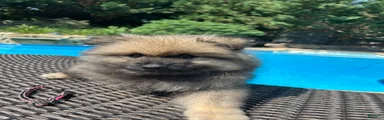 Nala