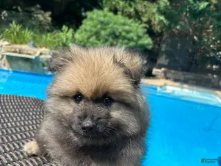 Keeshond dogs Nala - Ad 7