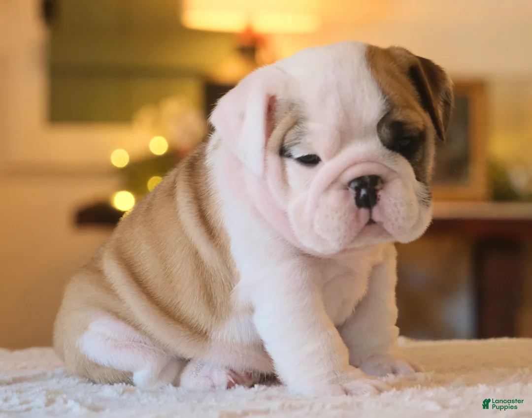 English Bulldog dogs for sale: George - Ad 1