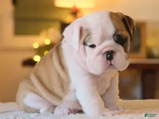 English Bulldog dogs for sale: George - Ad 1
