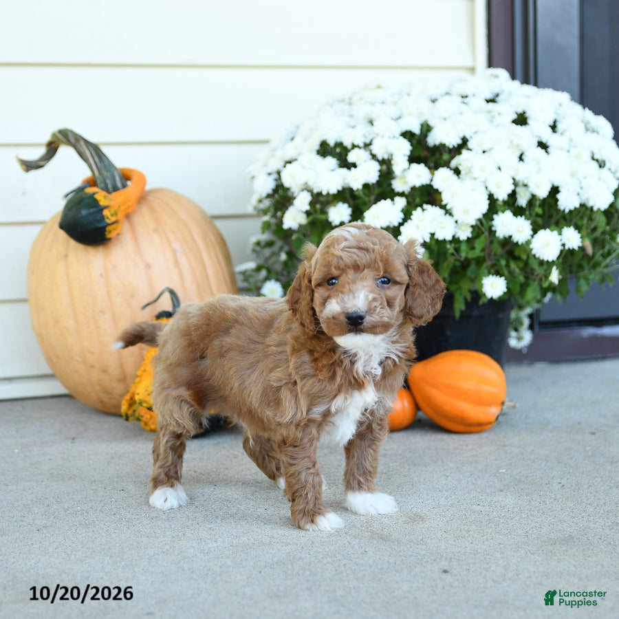 Mini Goldendoodle dogs for sale: Luxenbourg - Ad 3