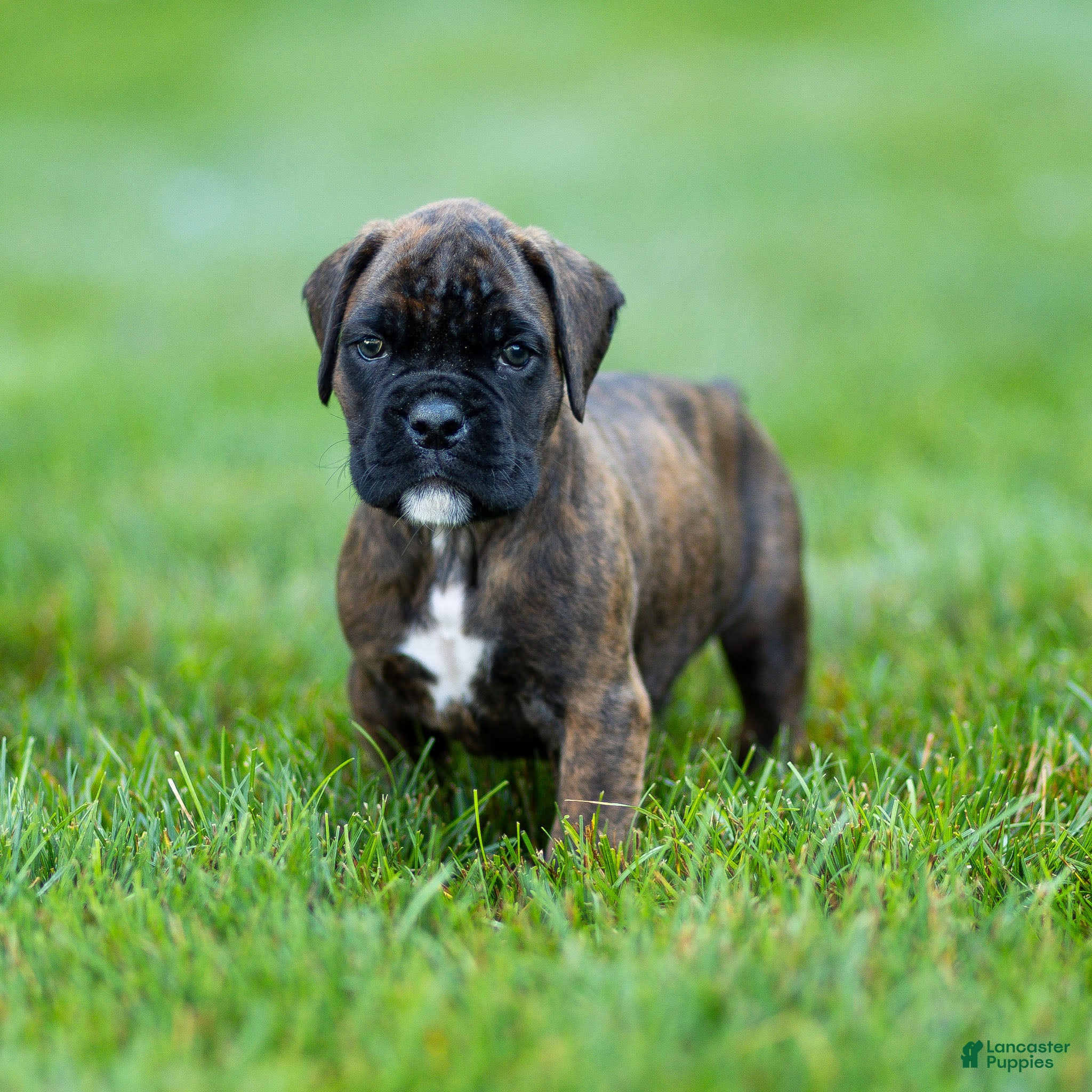 Boxer dogs Lenny Boxer Puppy  - Ad 1