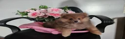 Pomeranian dogs for sale: Pomeranian Puppy 2 Baxter - Ad 2