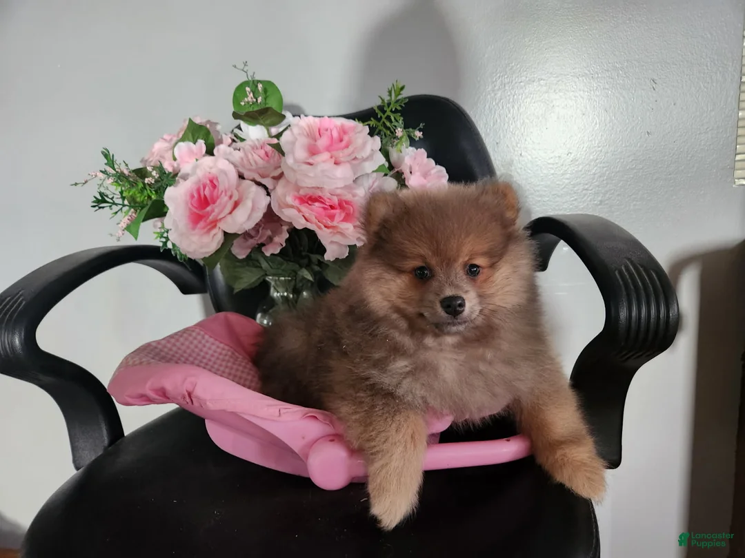 Pomeranian dogs for sale: Pomeranian Puppy 2 Baxter - Ad 2