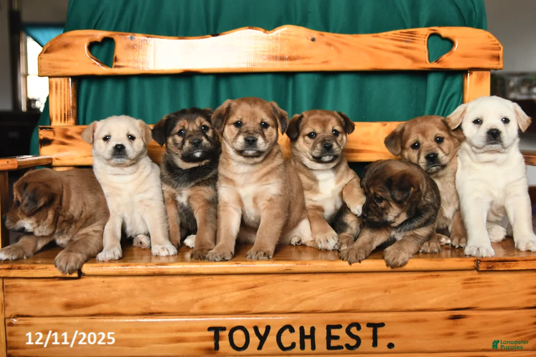 Mixed Breed dogs for sale: Snuffle  - Ad 3