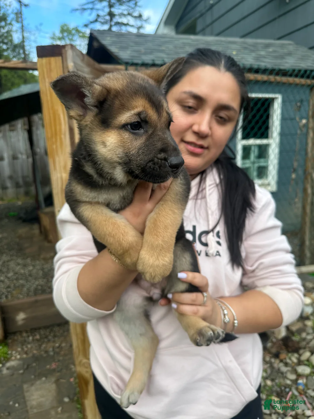 German Shepherd dogs for sale: German Shepherd Puppy 5 - Ad 3