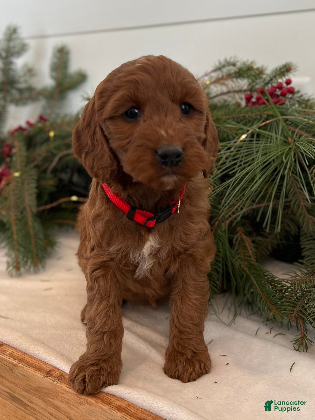 Irish Doodle dogs for sale: Maggie - Ad 8