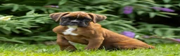 Boxer dogs for sale: Benji - Ad 4