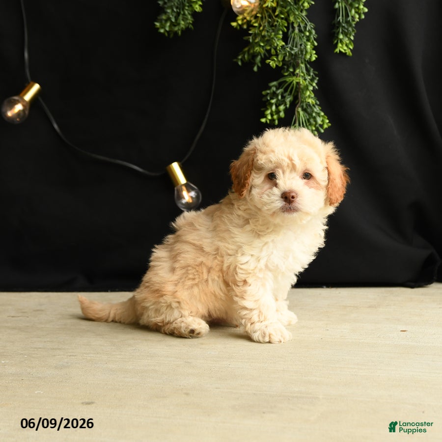 Mixed Breed dogs O Malley - Ad 1