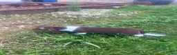 Miniature Dachshund dogs for sale: Akc Lisa - Ad 5