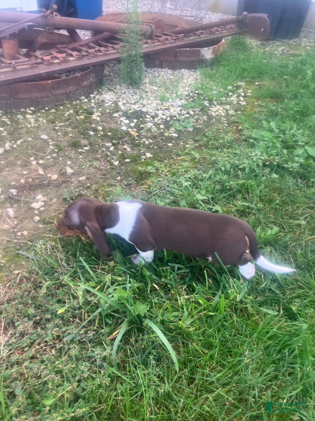 Miniature Dachshund dogs for sale: Akc Lisa - Ad 5