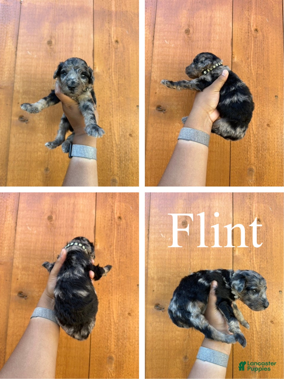 Standard Poodle dogs Flint - Ad 2