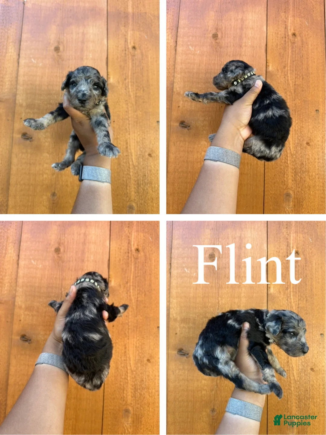 Standard Poodle dogs for sale: Flint - Ad 2