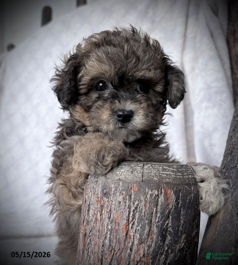 Maltipoo dogs Musketeers - Ad 1