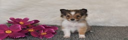 Shetland Sheepdog dogs for sale: Erica - Ad 2