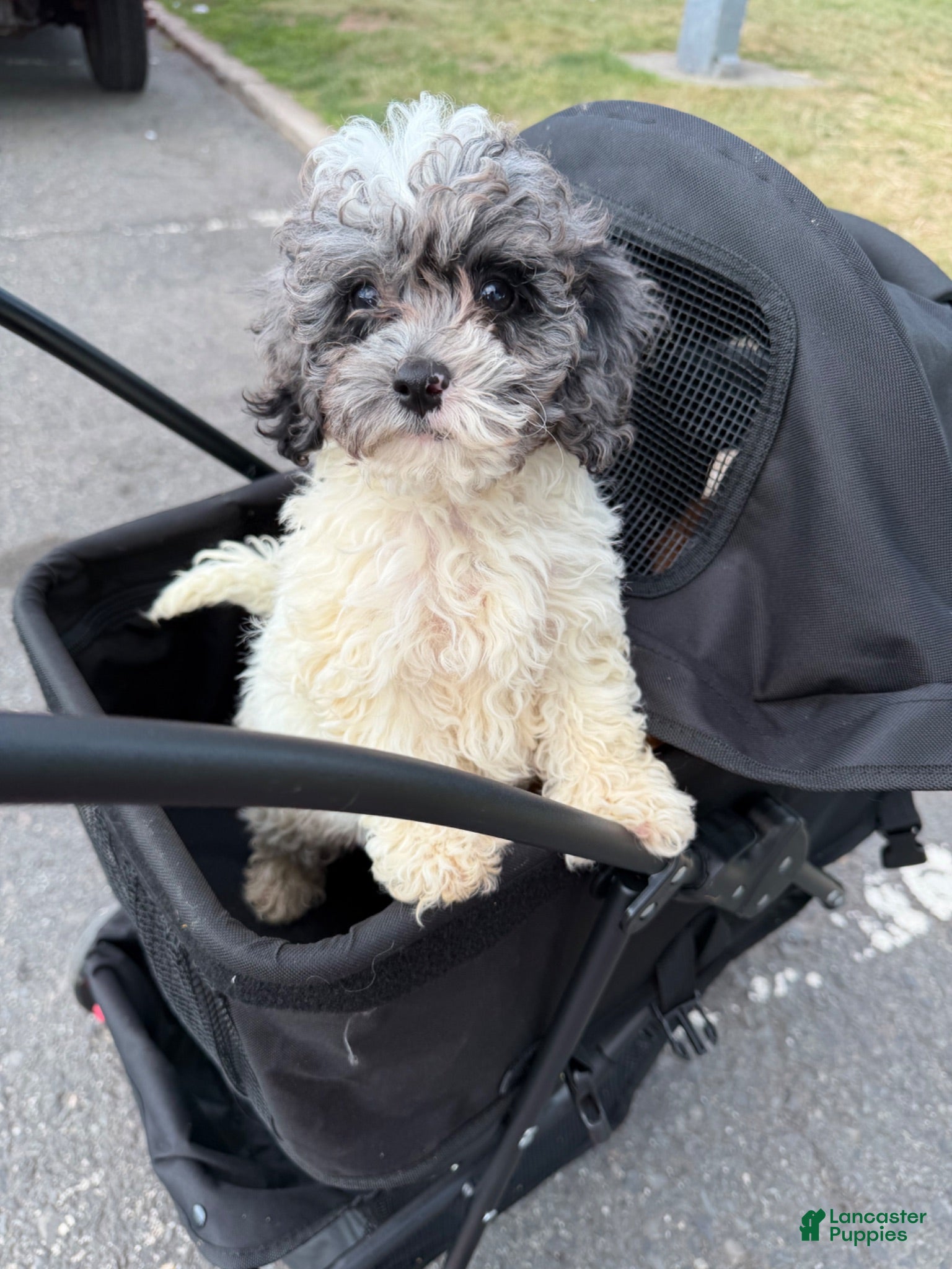 Cockapoo dogs Cooper - Ad 1