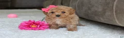 Bichpoo dogs for sale: Sasha - Ad 1