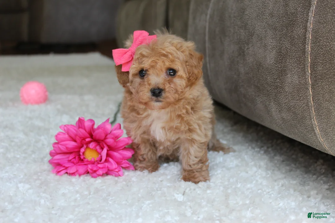 Bichpoo dogs for sale: Sasha - Ad 1
