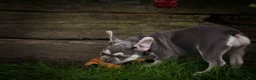 French Bulldog dogs for sale: Stella🌸 - Ad 8