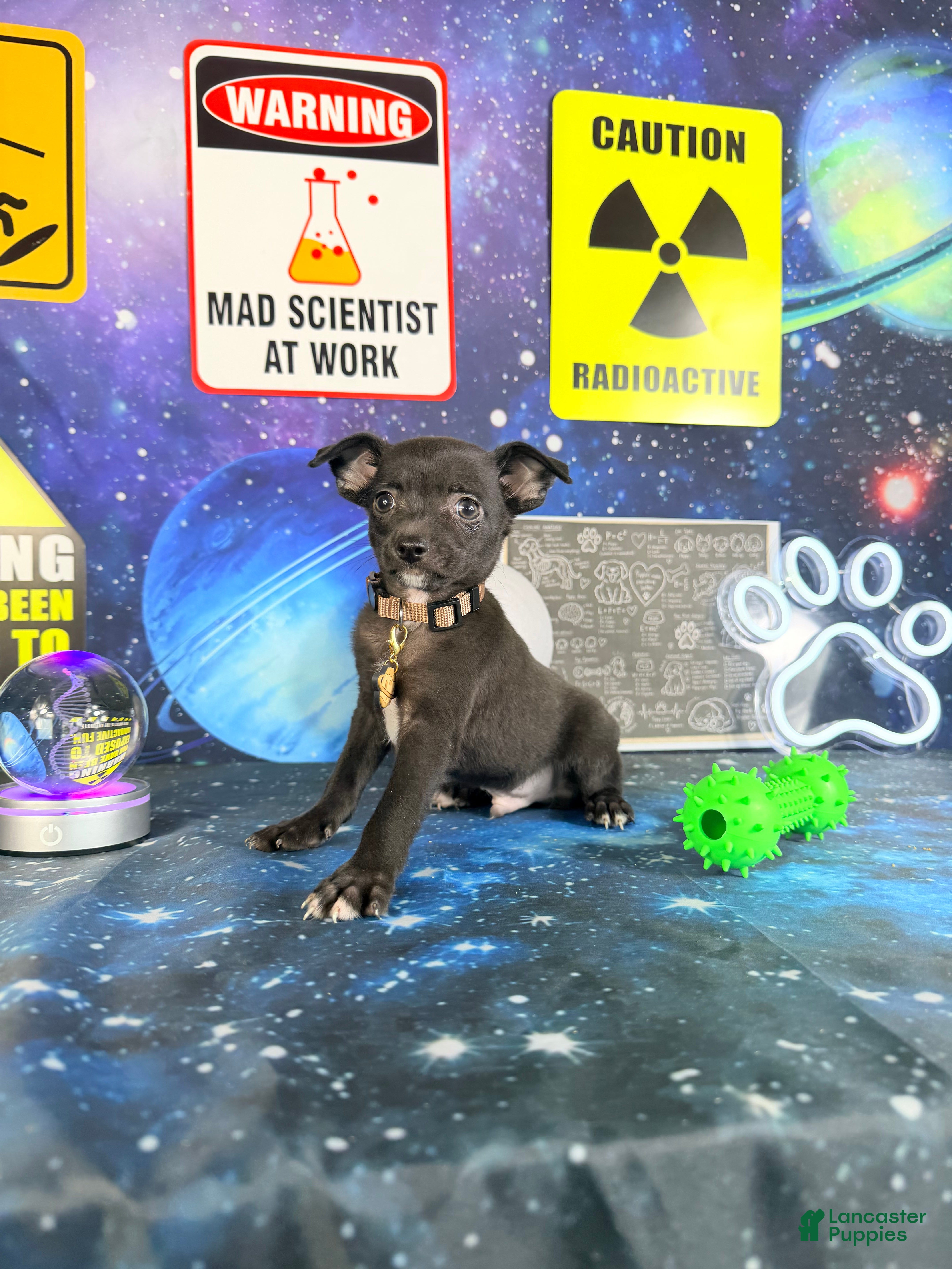 Chihuahua dogs Oreo  - Ad 1