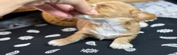 Miniature Dachshund dogs for sale: SILKY  Red/cream girl - Ad 3