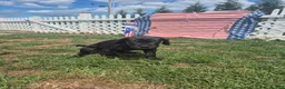 Great Dane dogs for sale: Diva Denise - Ad 6