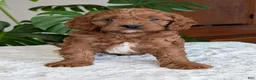 Cavapoo dogs for sale: Jake - Ad 18