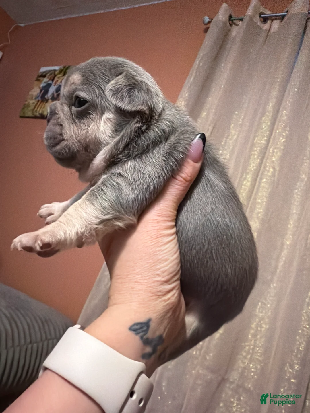 French Bulldog dogs for sale: French Bulldog Puppy 5 - Ad 1