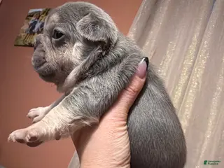 French Bulldog dogs French Bulldog Puppy 5 - Ad 6