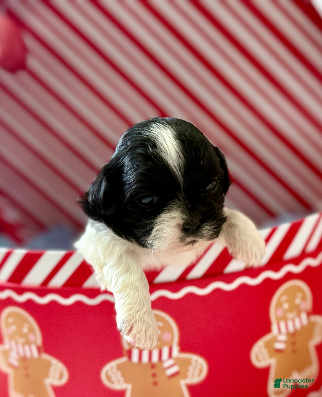 Shihpoo dogs for sale: Glinda  - Ad 7
