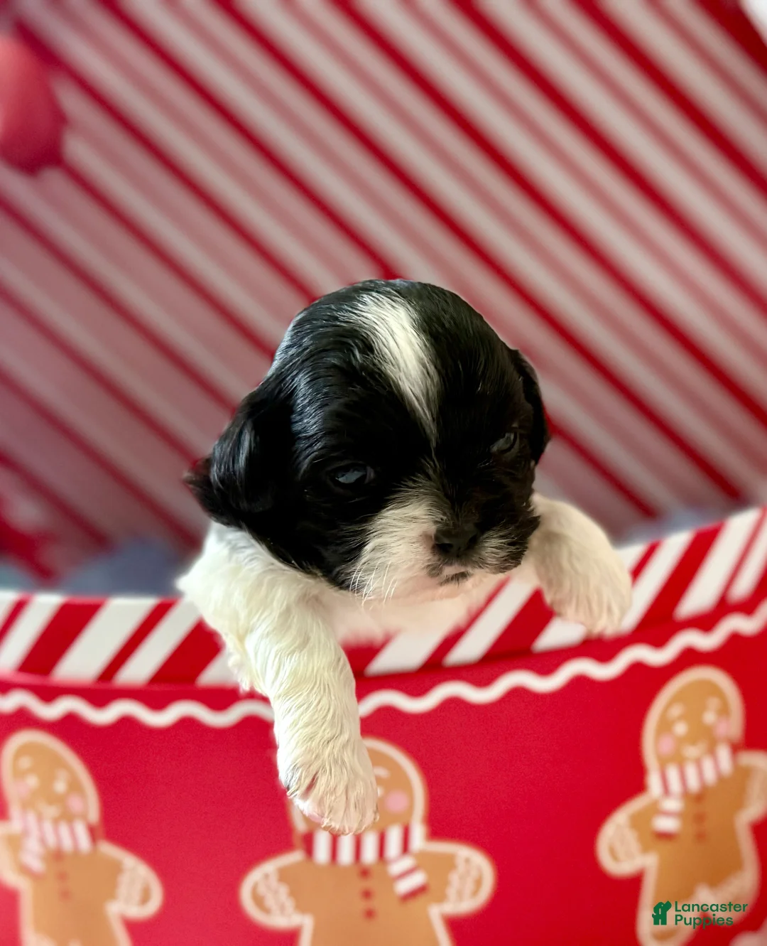 Shihpoo dogs for sale: Glinda  - Ad 8