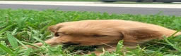 Golden Retriever dogs for sale: Golden Retriever Jade  - Ad 3
