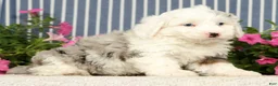 Mini Bernedoodle dogs for sale: Jasper - Ad 4