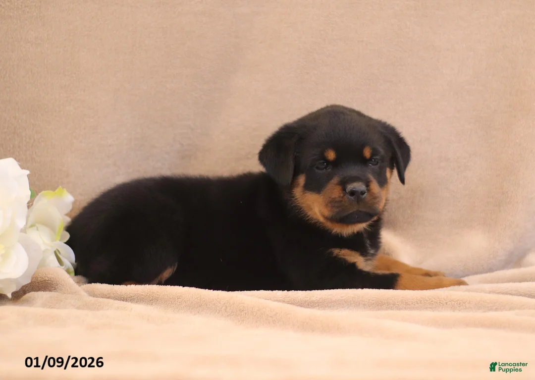 Rottweiler dogs for sale: Tracy - Ad 2