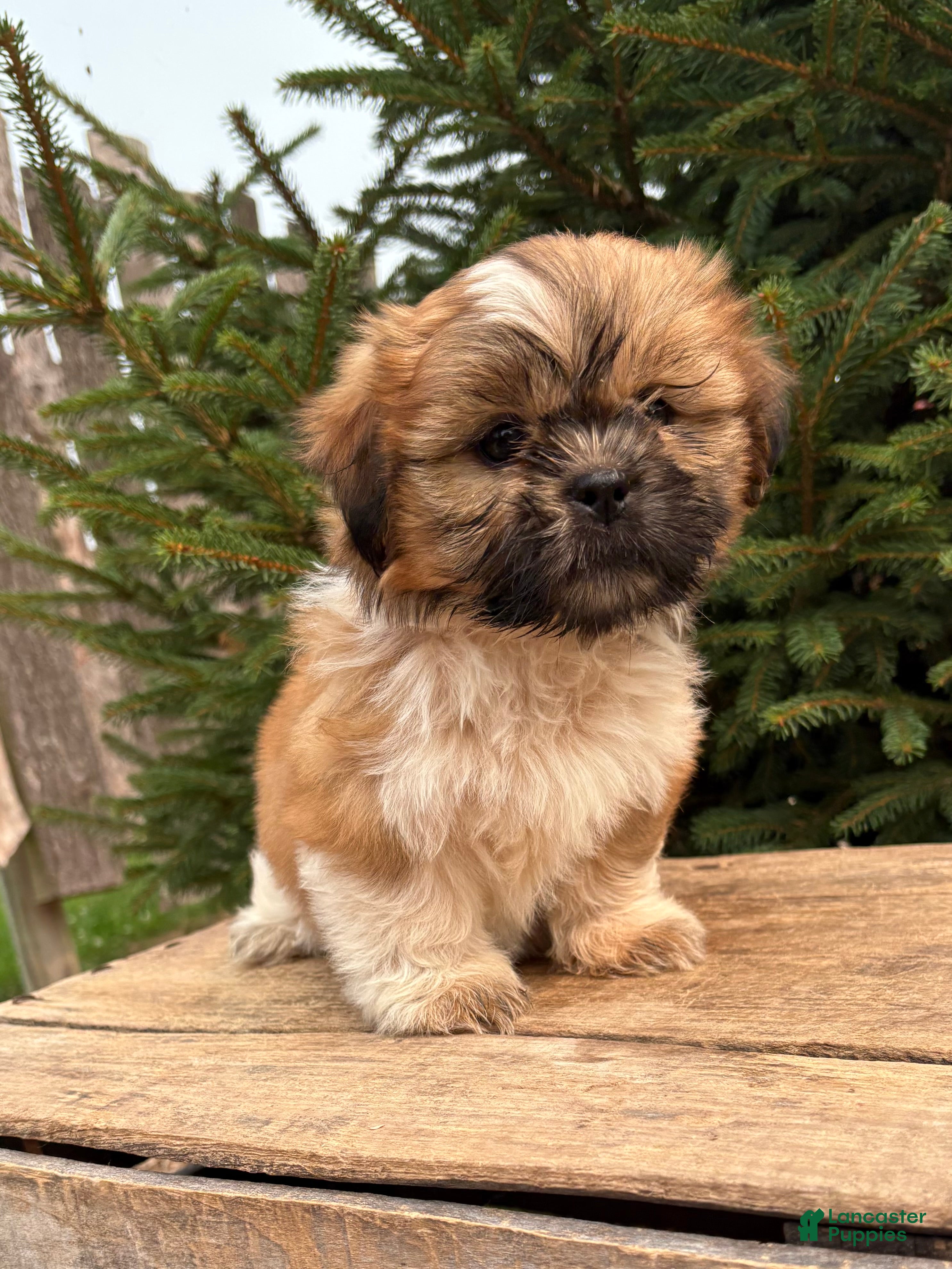 Shih Tzu dogs Jasmine - Ad 1