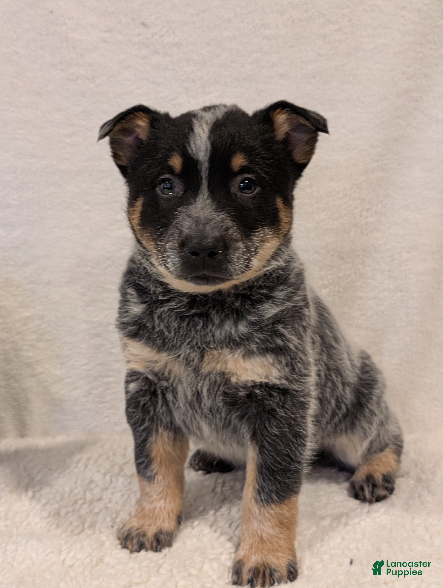 Australian Cattle Dog dogs Jack  - Ad 29